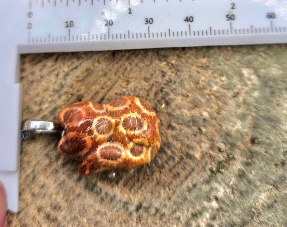 Natural Orange Chrysanthemum Coral Big Head Fox Pendant Necklace