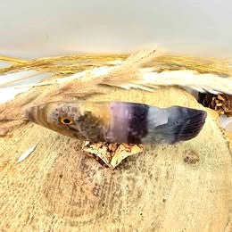 Hand‑Carved Rainbow Fluorite Fish Figurine | Natural Crystal Carving | Healing Stone Décor & Ocean Spirit Animal